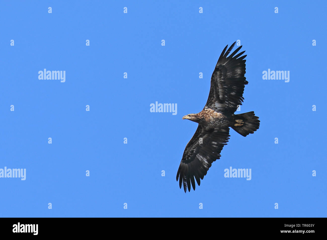 Juvenile Bald Eagle In Flight