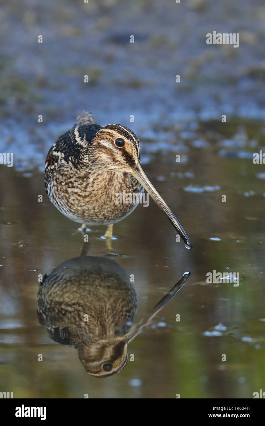 Wilson's snipe (Gallinago delicata), standing in shallow water, USA, Florida, Merritt Island National Wildlife Refuge Stock Photo