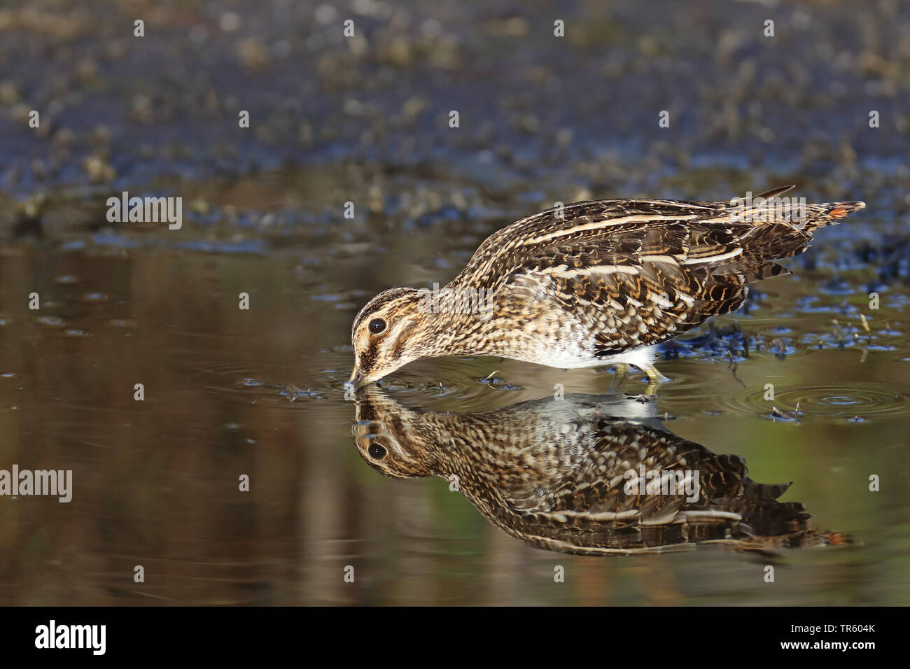 Wilson's snipe (Gallinago delicata), standing in shallow water searching for food, USA, Florida, Merritt Island National Wildlife Refuge Stock Photo