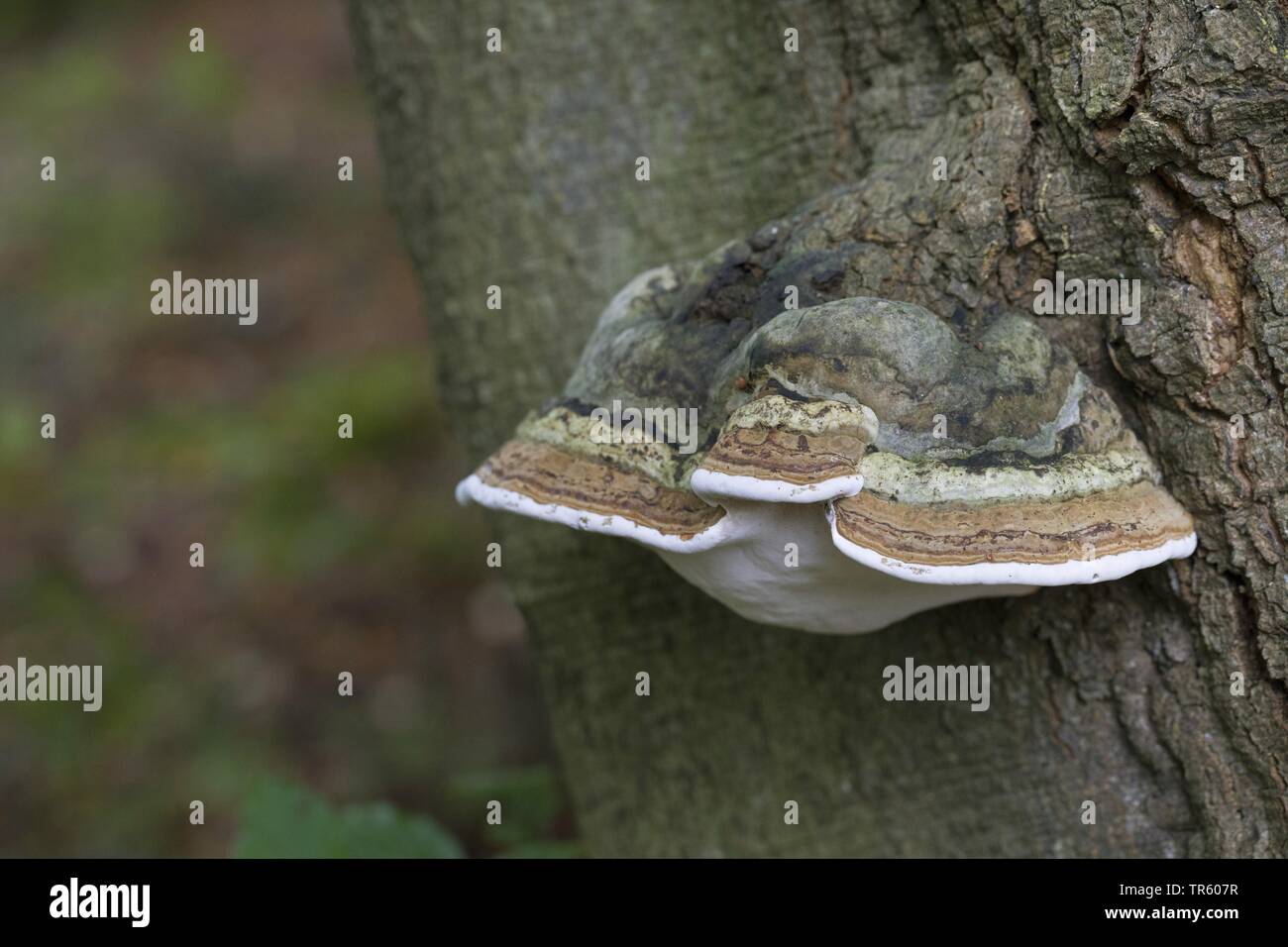 Tinder Fungus, Hoof Fungus, Tinder Conk, Tinder Polypore, Tinder bracket (Fomes fomentarius), at an old beech trunk, Germany Stock Photo