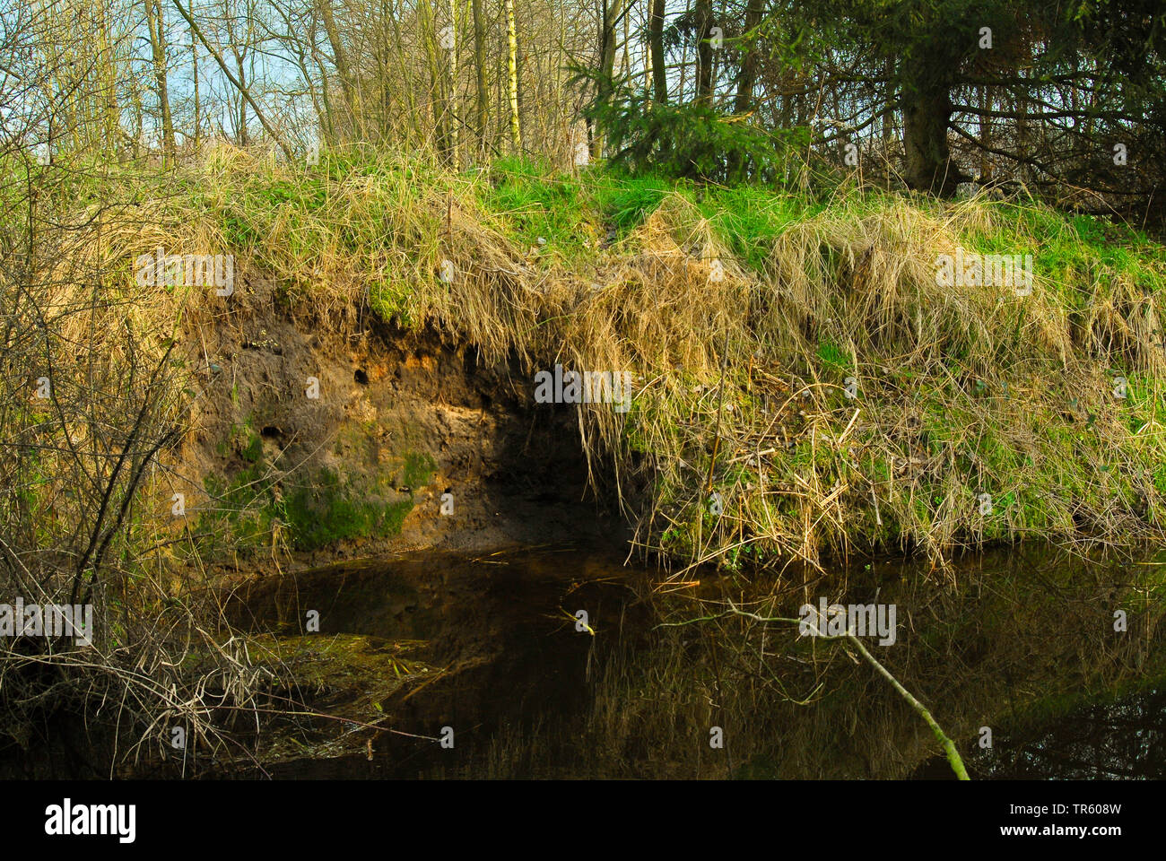 river kingfisher (Alcedo atthis), breeding place in a creek bank, Germany Stock Photo