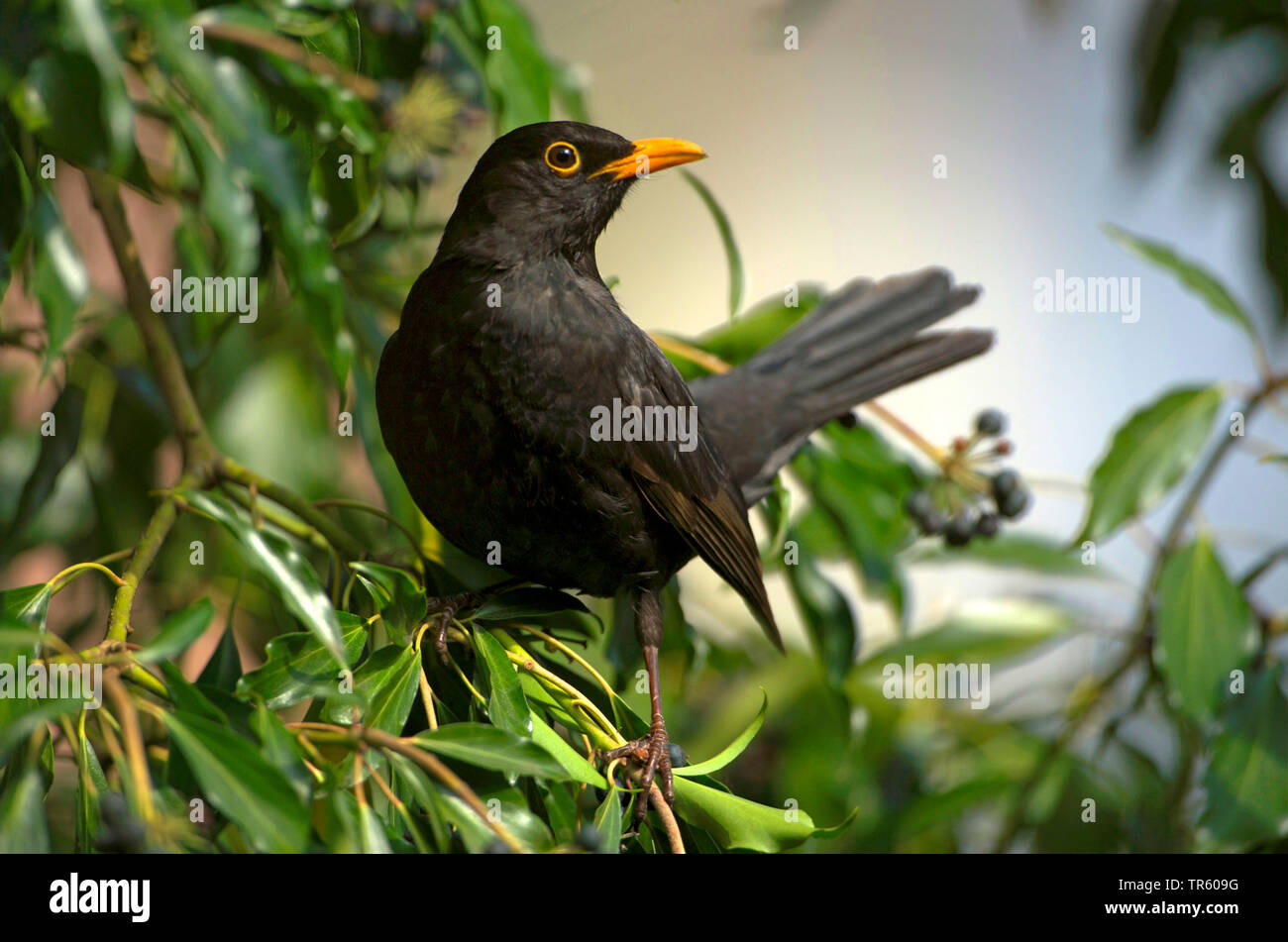 blackbird (Turdus merula), male sitting on ivy in winter, Germany Stock Photo