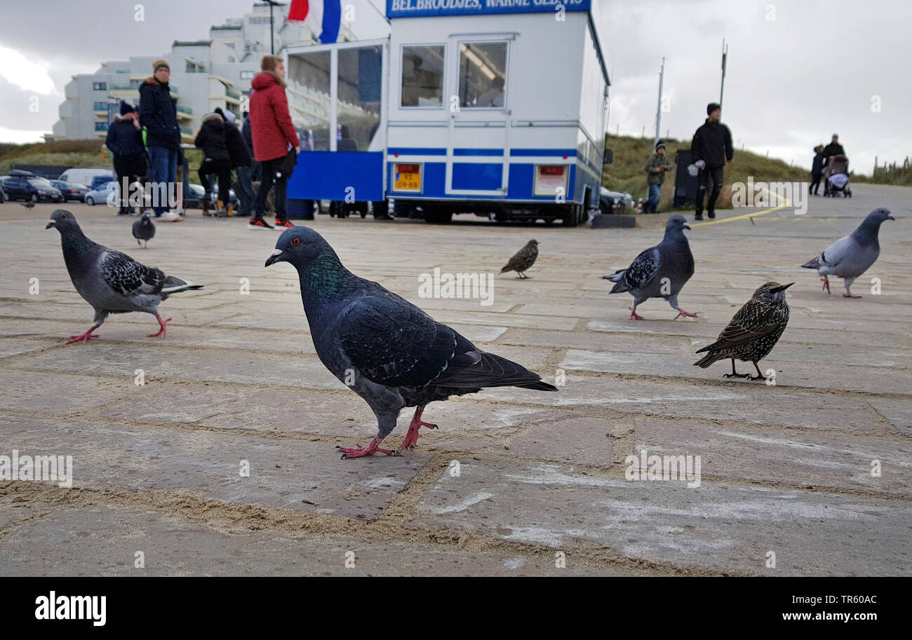 domestic pigeon (Columba livia f. domestica), pigeon at a takeaway, Netherlands, Noordwijk aan Zee Stock Photo