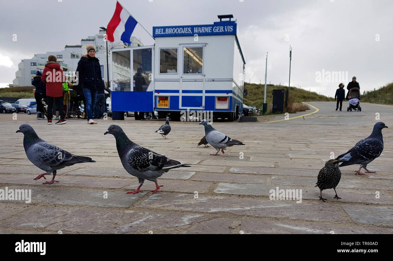 domestic pigeon (Columba livia f. domestica), pigeon at a takeaway, Netherlands, Noordwijk aan Zee Stock Photo