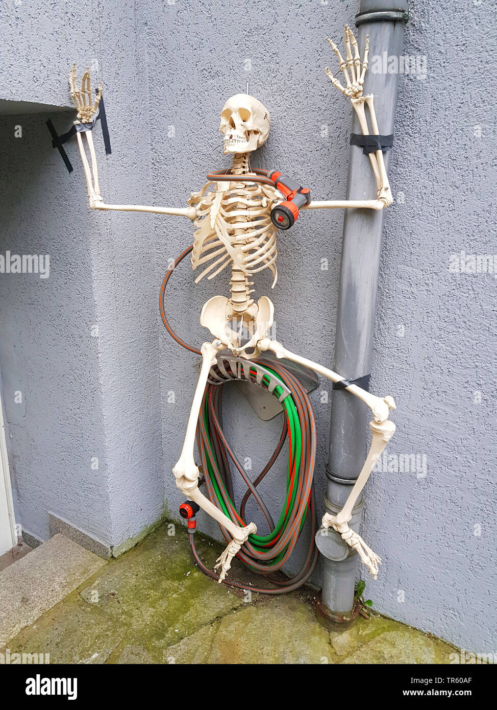 skeleton sitting on a garden hose, Germany Stock Photo