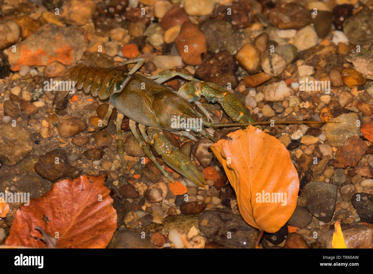 Stone crayfish, Torrent crayfish (Astacus torrentium, Austropotamobius torrentium, Potamobius torrentium, Astacus saxatilis), male in shallow water, view from above, Germany, Bavaria Stock Photo