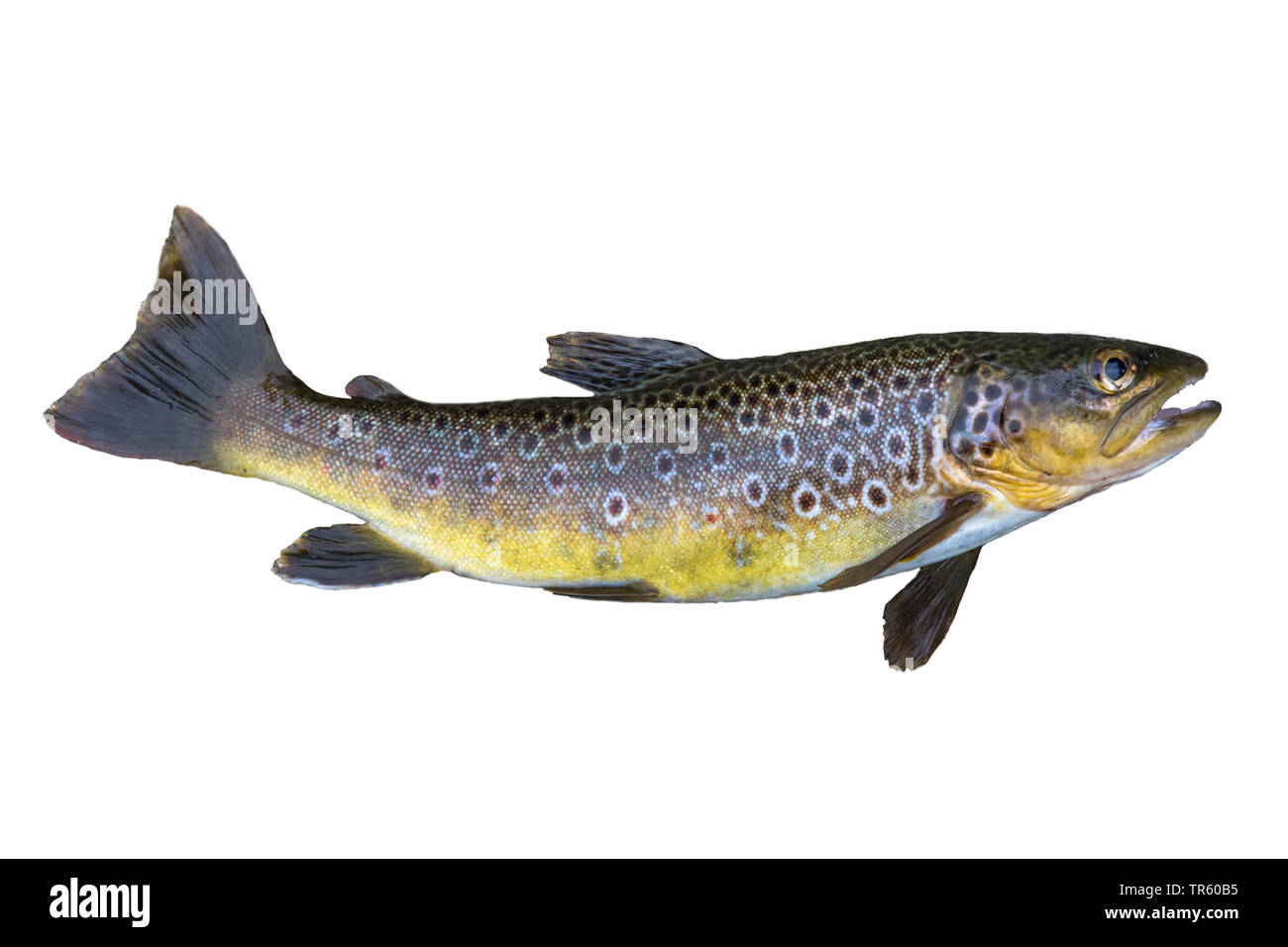 brown trout, river trout, brook trout (Salmo trutta fario), cut-out, side view Stock Photo
