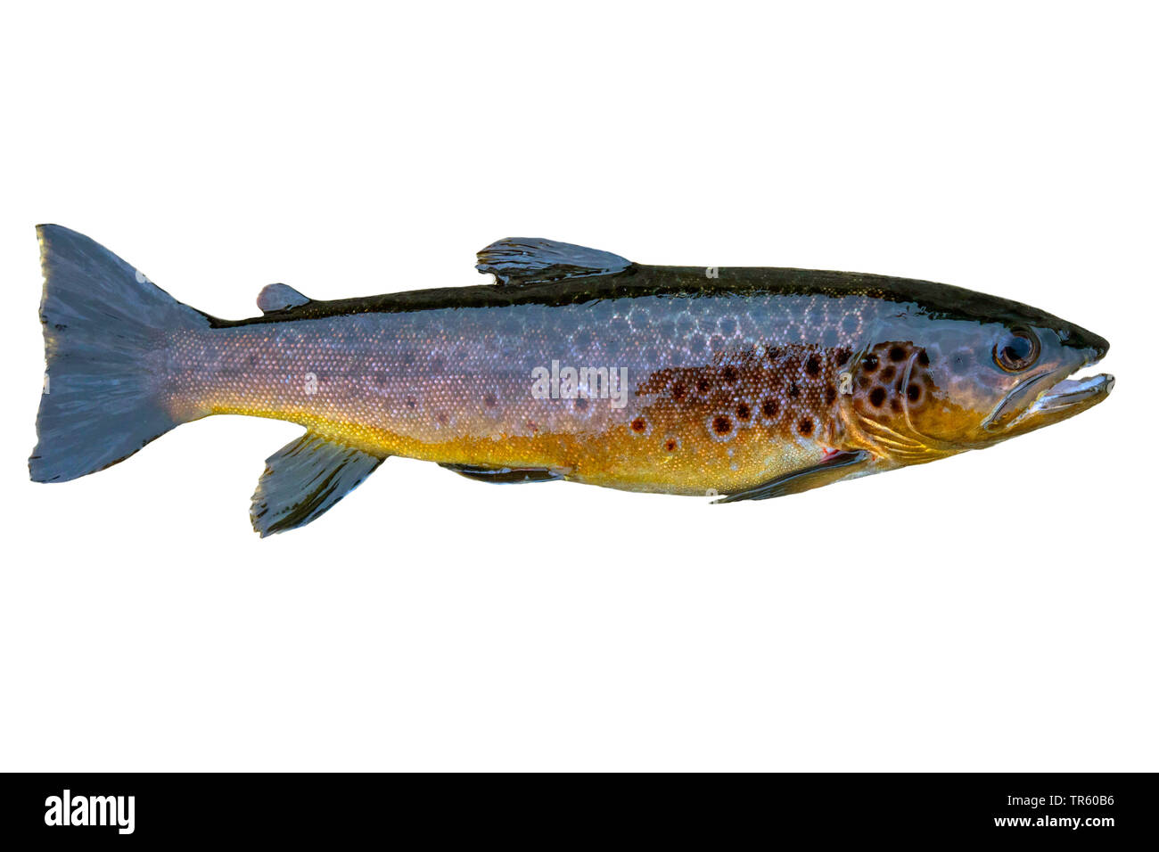 brown trout, river trout, brook trout (Salmo trutta fario), cut-out, side view Stock Photo