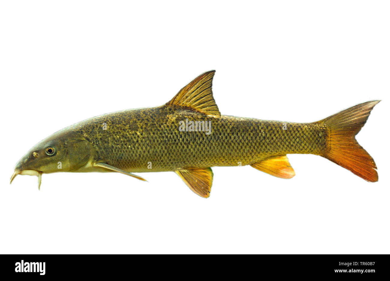 barbel (Barbus barbus), cut-out, side view Stock Photo