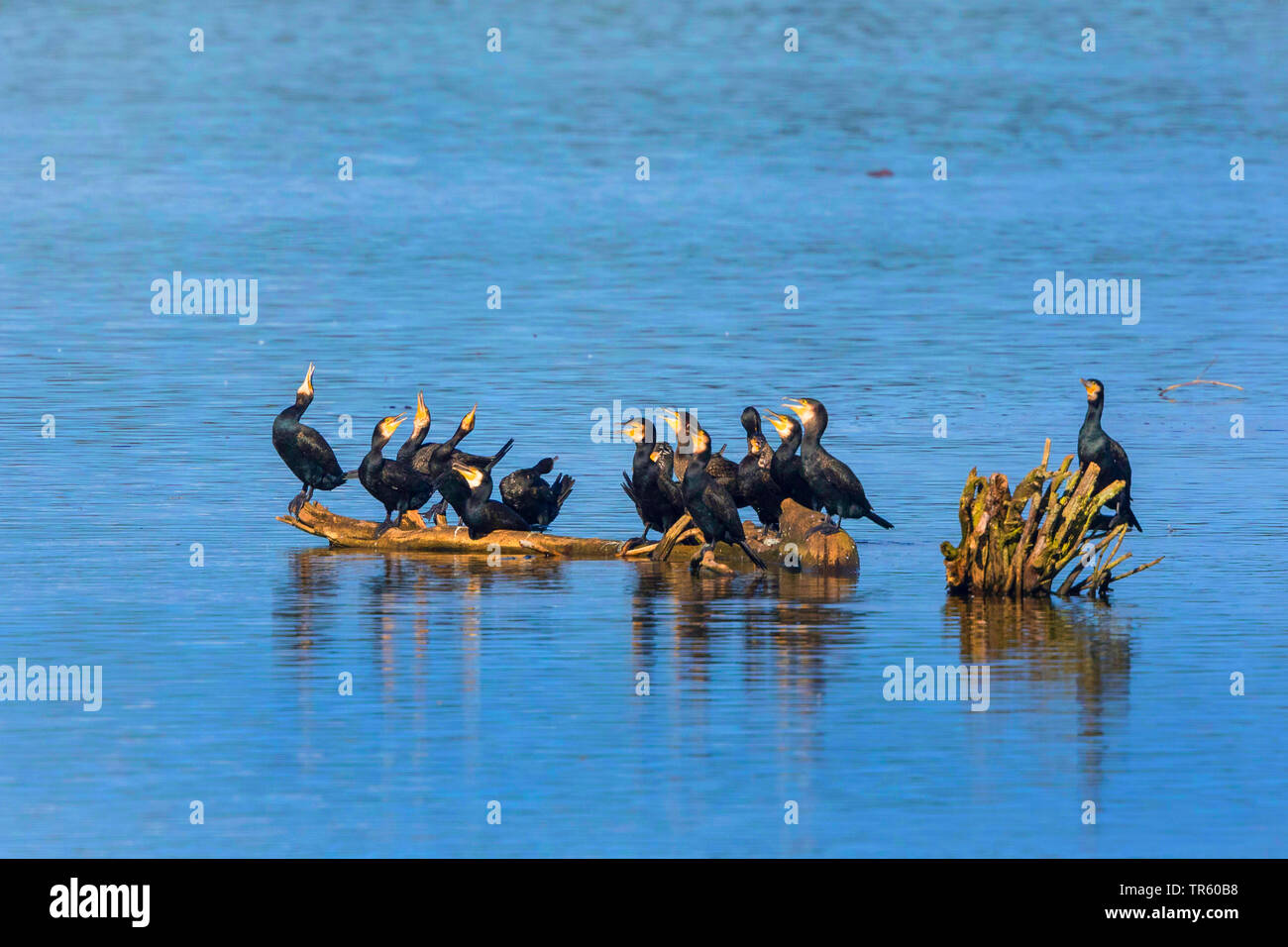 great cormorant (Phalacrocorax carbo), troop sitting on a floating in the water tree trunk , Germany, Bavaria, Lake Chiemsee Stock Photo