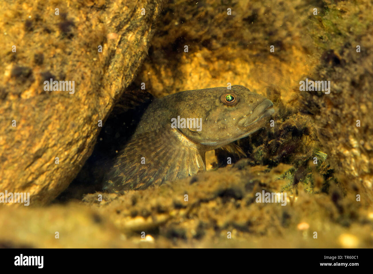 Miller's thumb, bullhead (Cottus gobio), looking out a cave, portrait, Germany, Bavaria Stock Photo