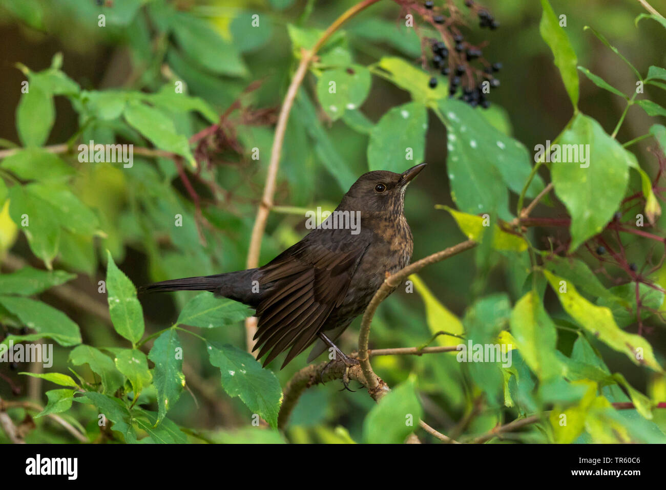 blackbird (Turdus merula), female searching elderberries in an elder bush, side view, Germany, Bavaria Stock Photo
