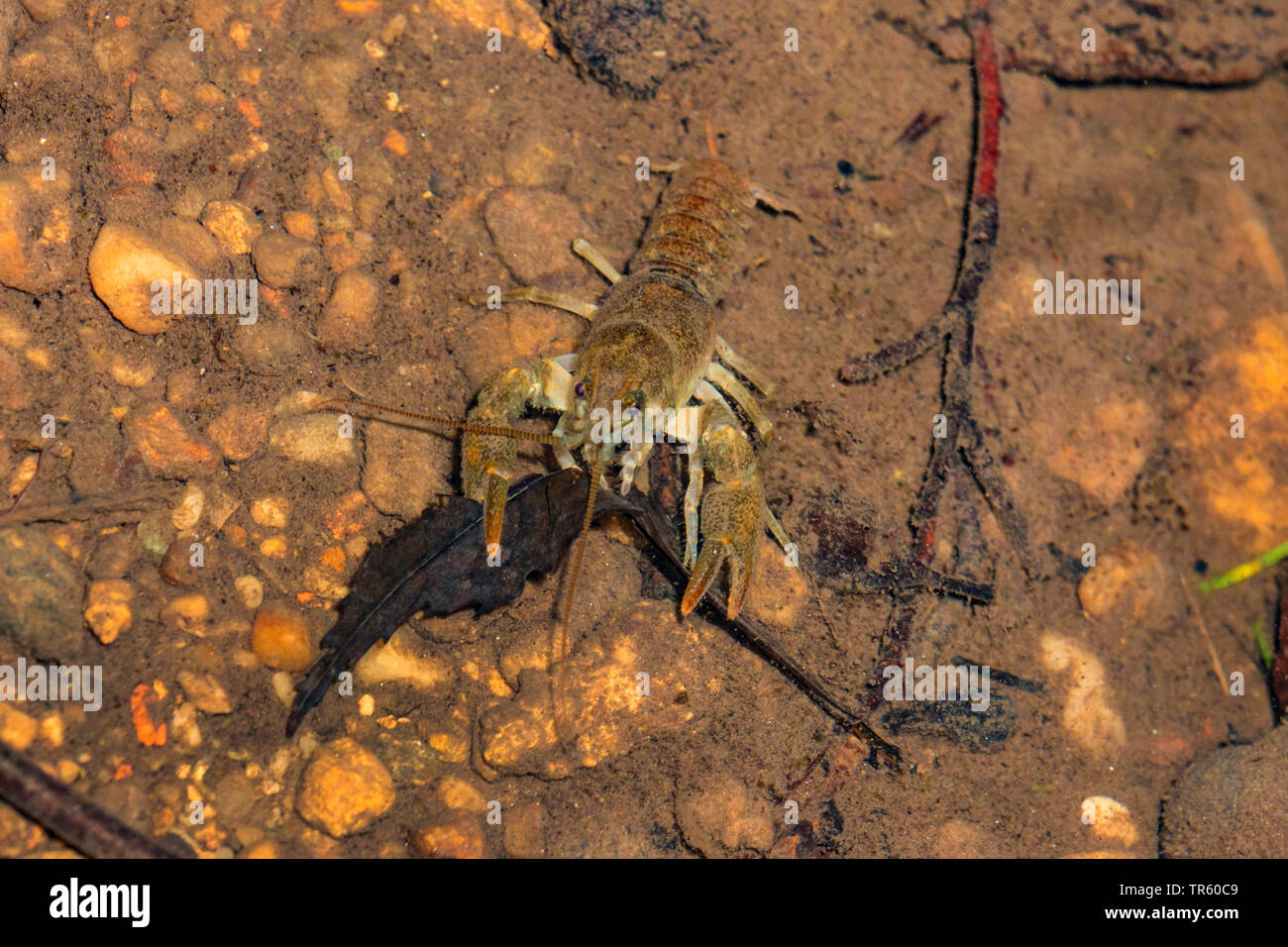 Stone crayfish, Torrent crayfish (Astacus torrentium, Austropotamobius torrentium, Potamobius torrentium, Astacus saxatilis), male in shallow water feeding fallen leaves, view from above, Germany, Bavaria Stock Photo