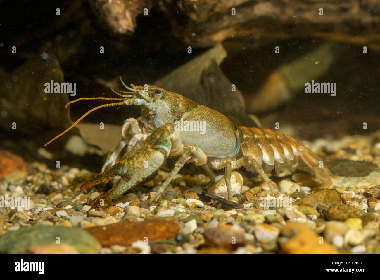 Stone crayfish, Torrent crayfish (Astacus torrentium, Austropotamobius torrentium, Potamobius torrentium, Astacus saxatilis), female, side view, Germany Stock Photo