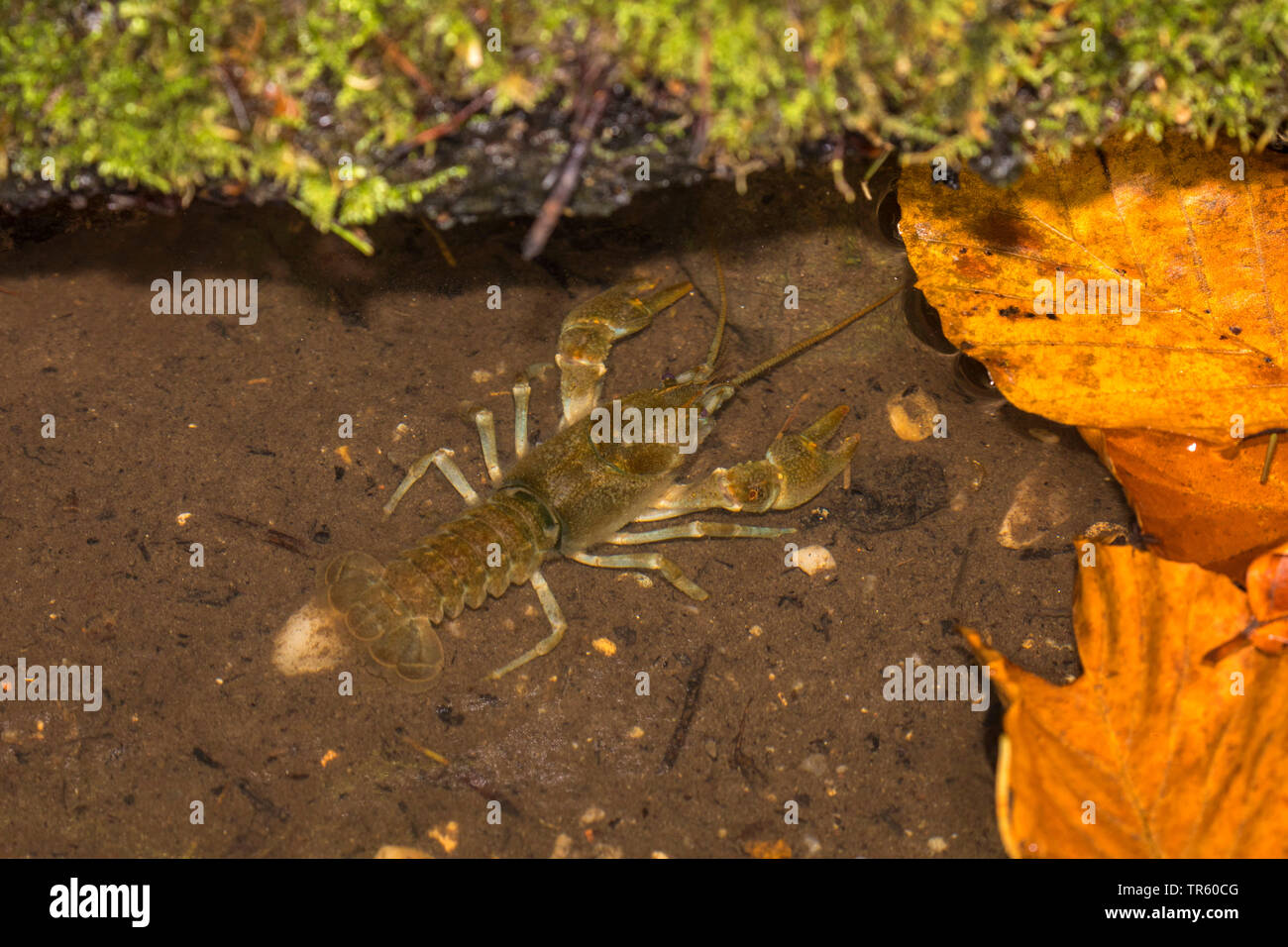 Stone crayfish, Torrent crayfish (Astacus torrentium, Austropotamobius torrentium, Potamobius torrentium, Astacus saxatilis), male in the biotope, view from above, Germany, Bavaria, Isental Stock Photo