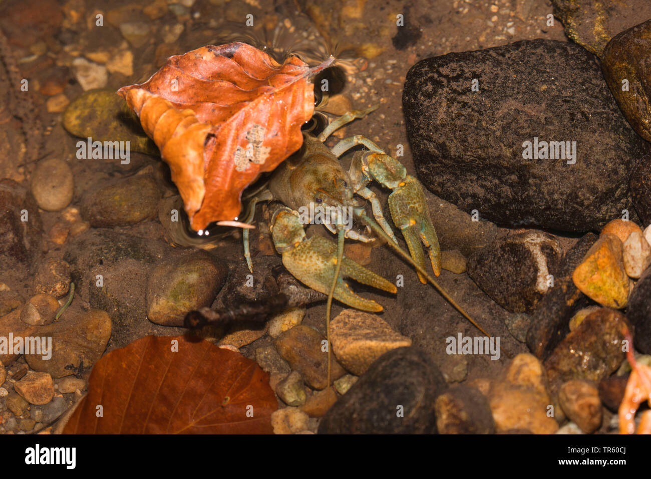 Stone crayfish, Torrent crayfish (Astacus torrentium, Austropotamobius torrentium, Potamobius torrentium, Astacus saxatilis), male in the biotope, taking shelter under foliage, Germany, Bavaria, Isental Stock Photo