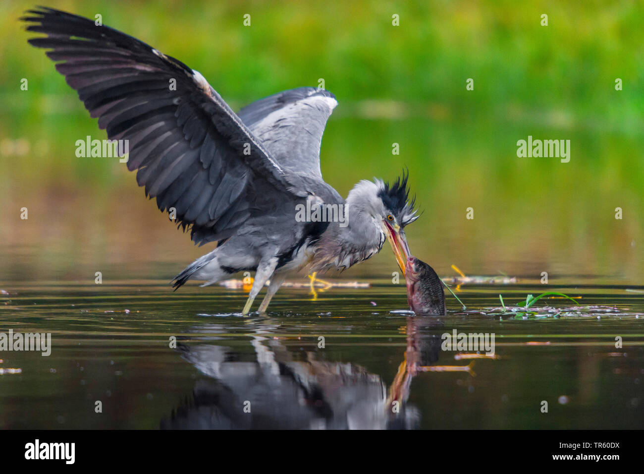 grey heron (Ardea cinerea), standing in shallow water and catching a fish, side view, Czech Republic, Hlinsko Stock Photo