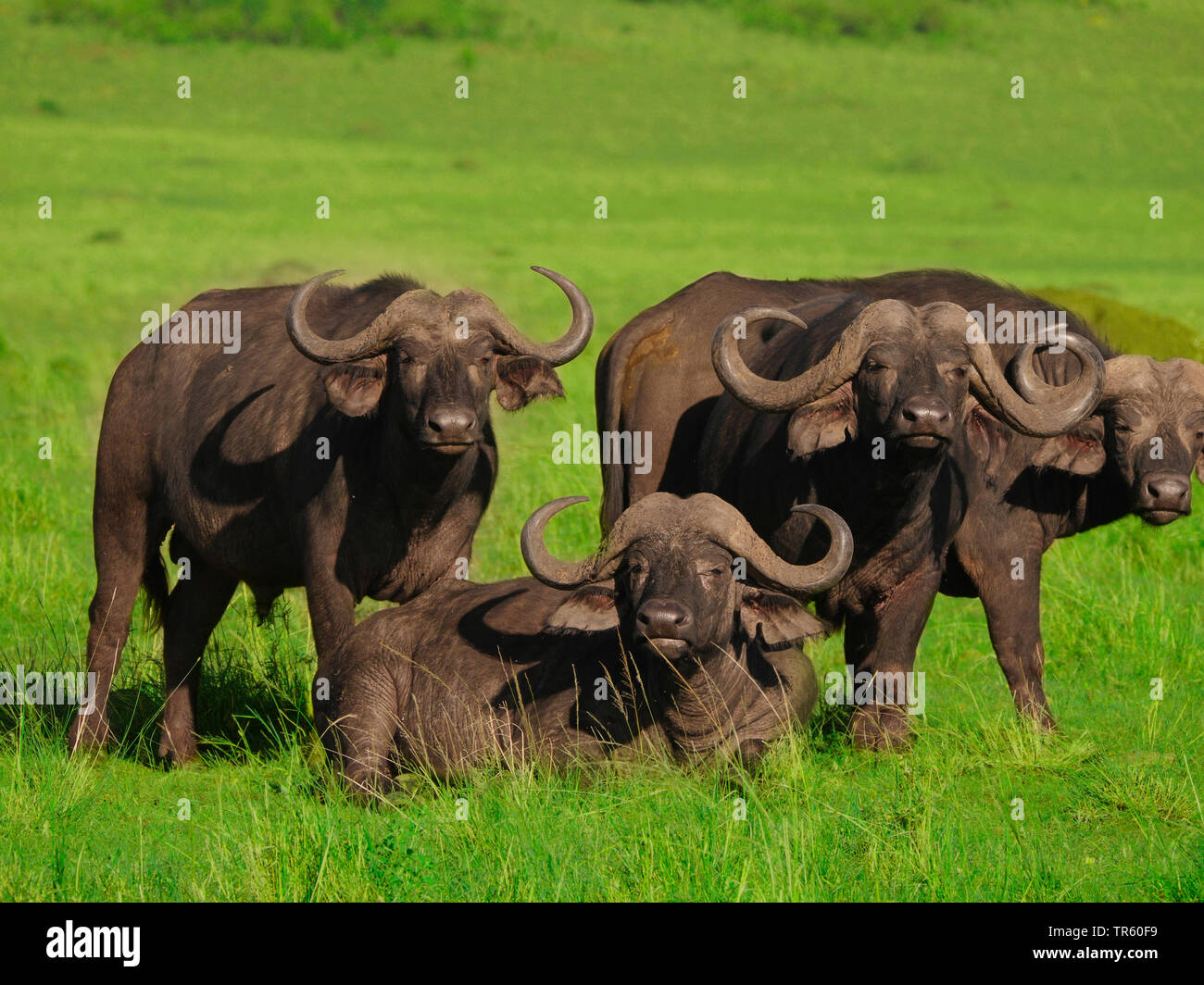 African buffalo (Syncerus caffer), four African buffalos in a meadow,  Kenya, Masai Mara National Park Stock Photo - Alamy