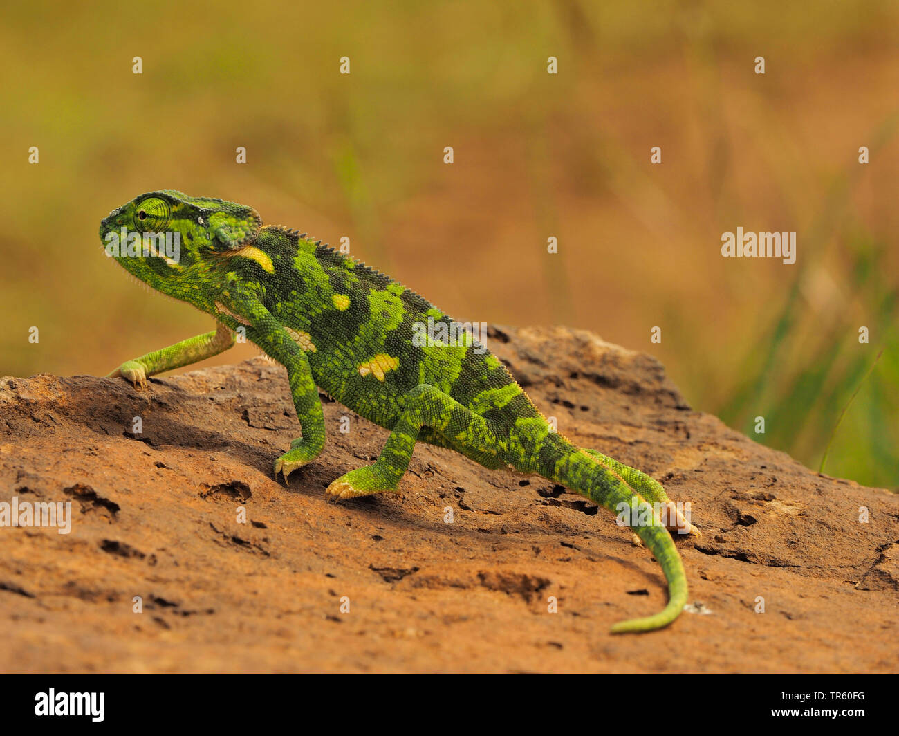 flap-necked chameleon, flapneck chameleon (Chamaeleo dilepis), walking on a stone, side view, Kenya, Masai Mara National Park Stock Photo