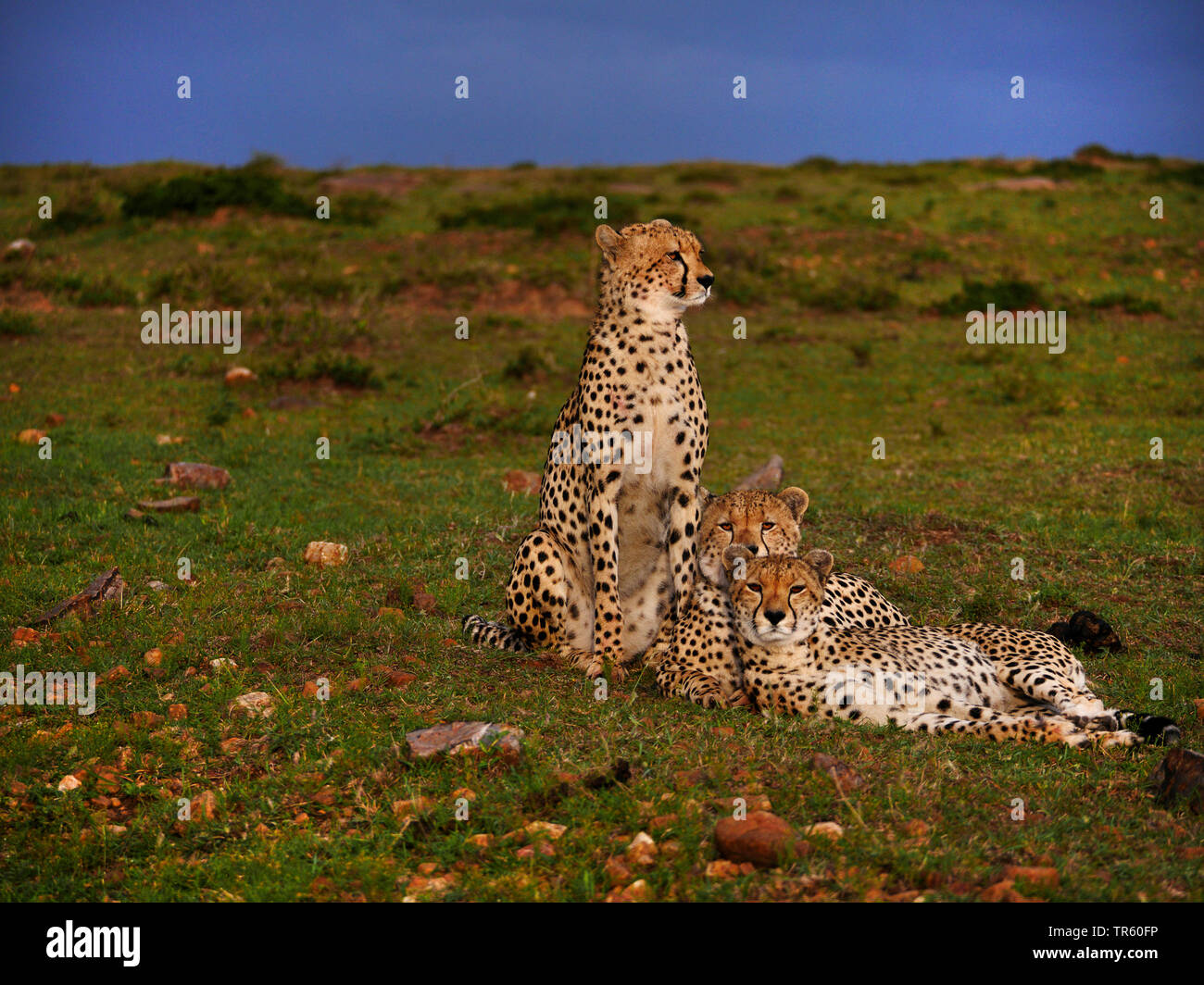 cheetah (Acinonyx jubatus), three cheetahs in a meadow, Kenya, Masai Mara National Park Stock Photo