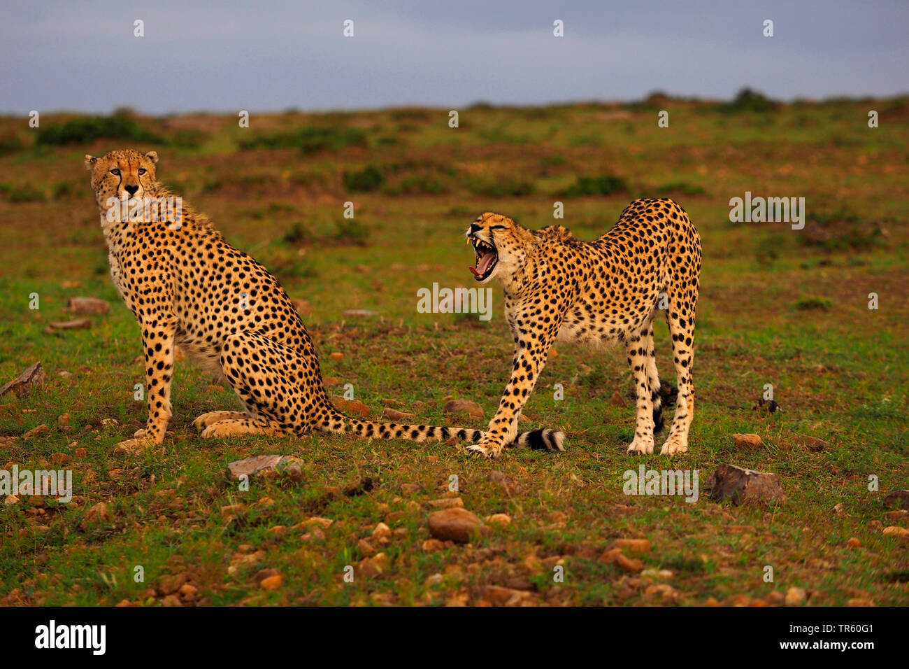 cheetah (Acinonyx jubatus), two cheetahs in a meadow, Kenya, Masai Mara National Park Stock Photo