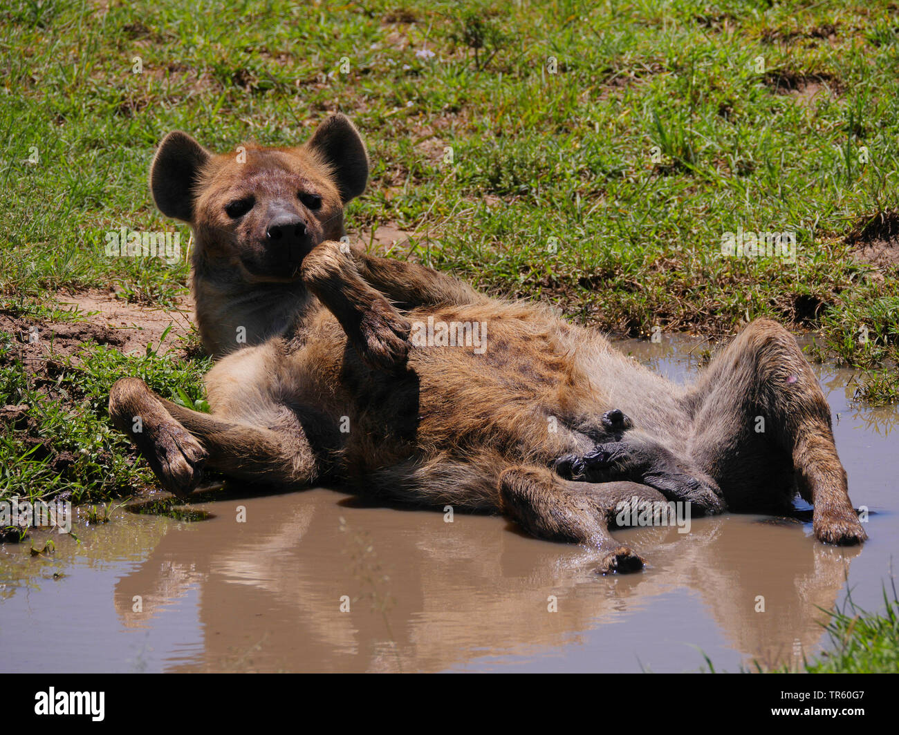spotted hyena (Crocuta crocuta), lying relaxed in supine position in a puddle, Kenya, Masai Mara National Park Stock Photo