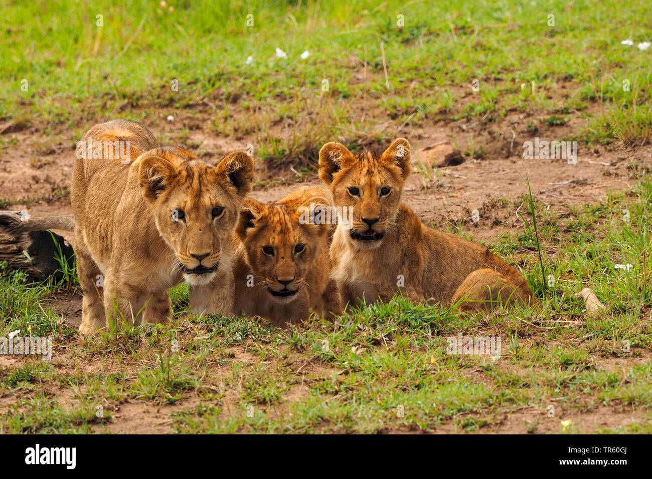 lion (Panthera leo), three lion cubs in a meadow, Kenya, Masai Mara National Park Stock Photo