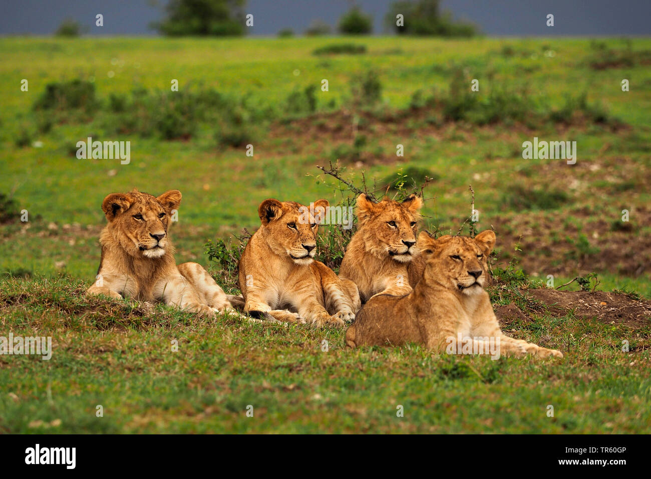 lion (Panthera leo), four lionesses resting together in a meadow, Kenya, Masai Mara National Park Stock Photo