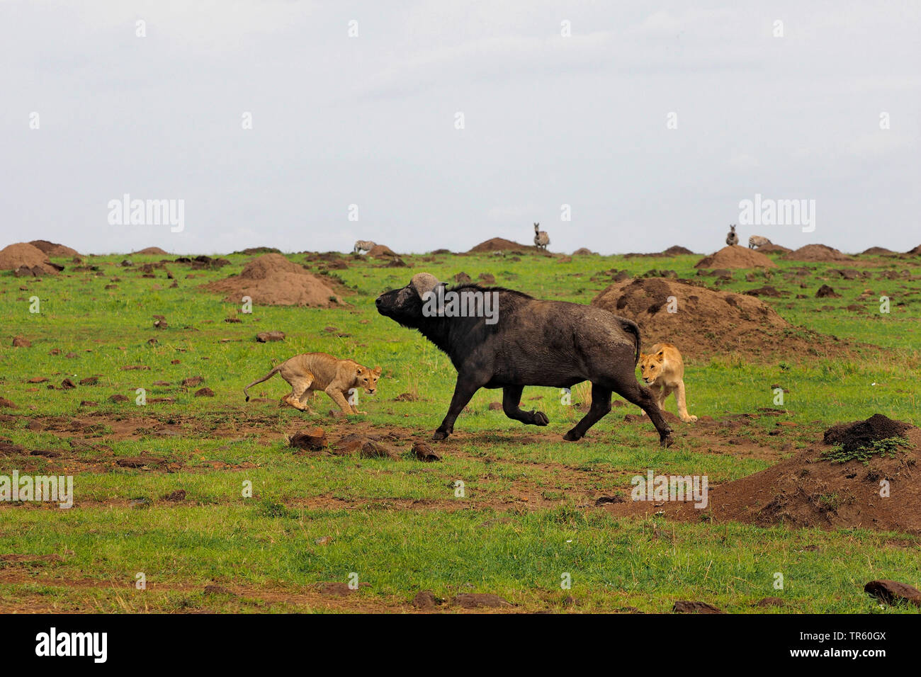 lion (Panthera leo), lions attacking an African buffalo, Kenya, Masai Mara National Park Stock Photo