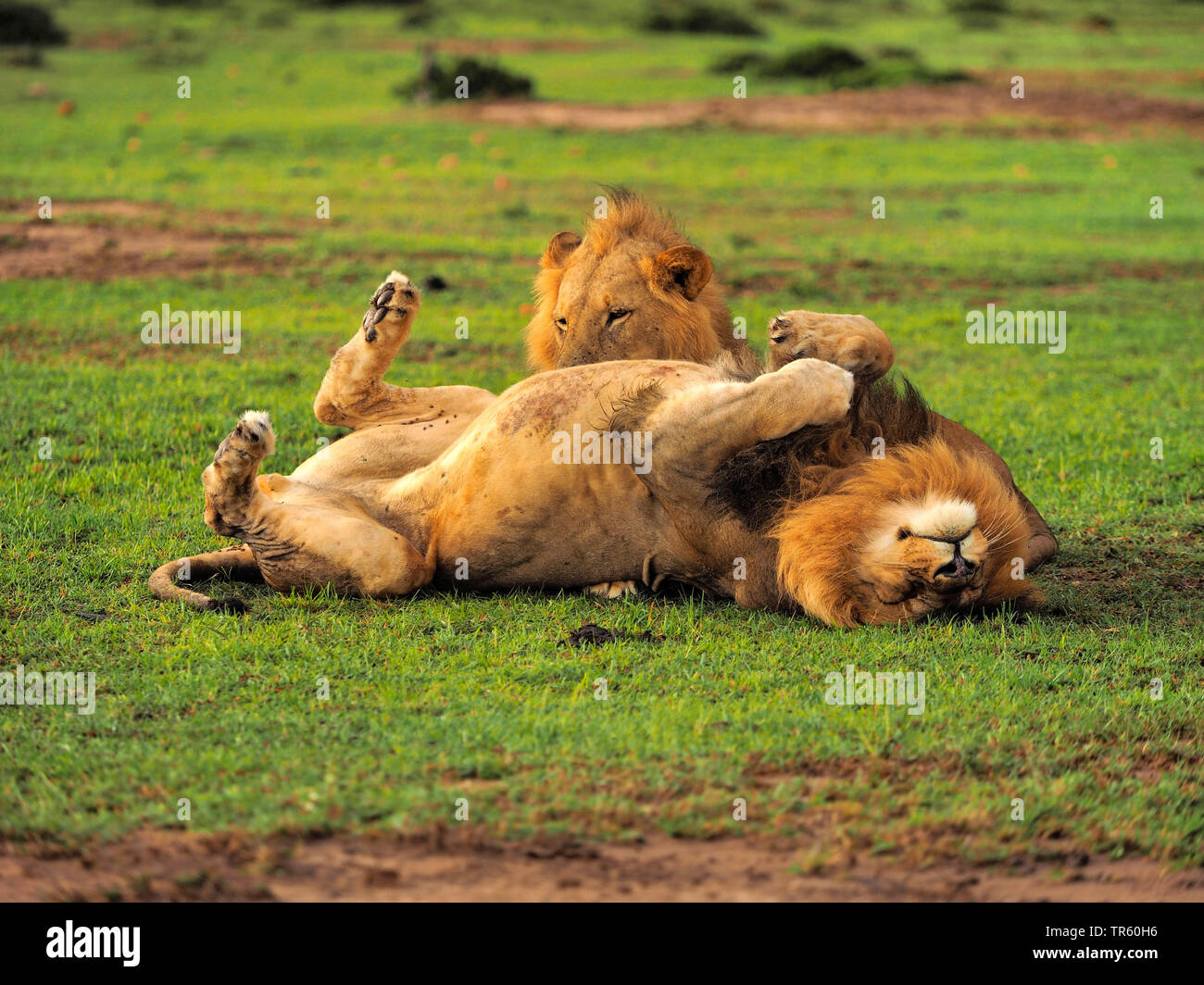 Lion two brothers hi-res stock photography and images - Alamy