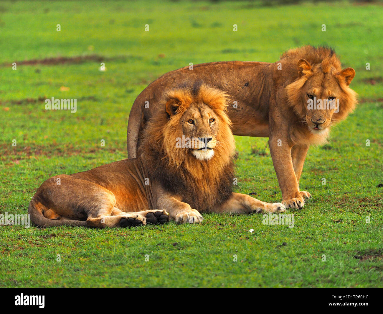 Three brother male lions (Panthera leo) looking for prey at the