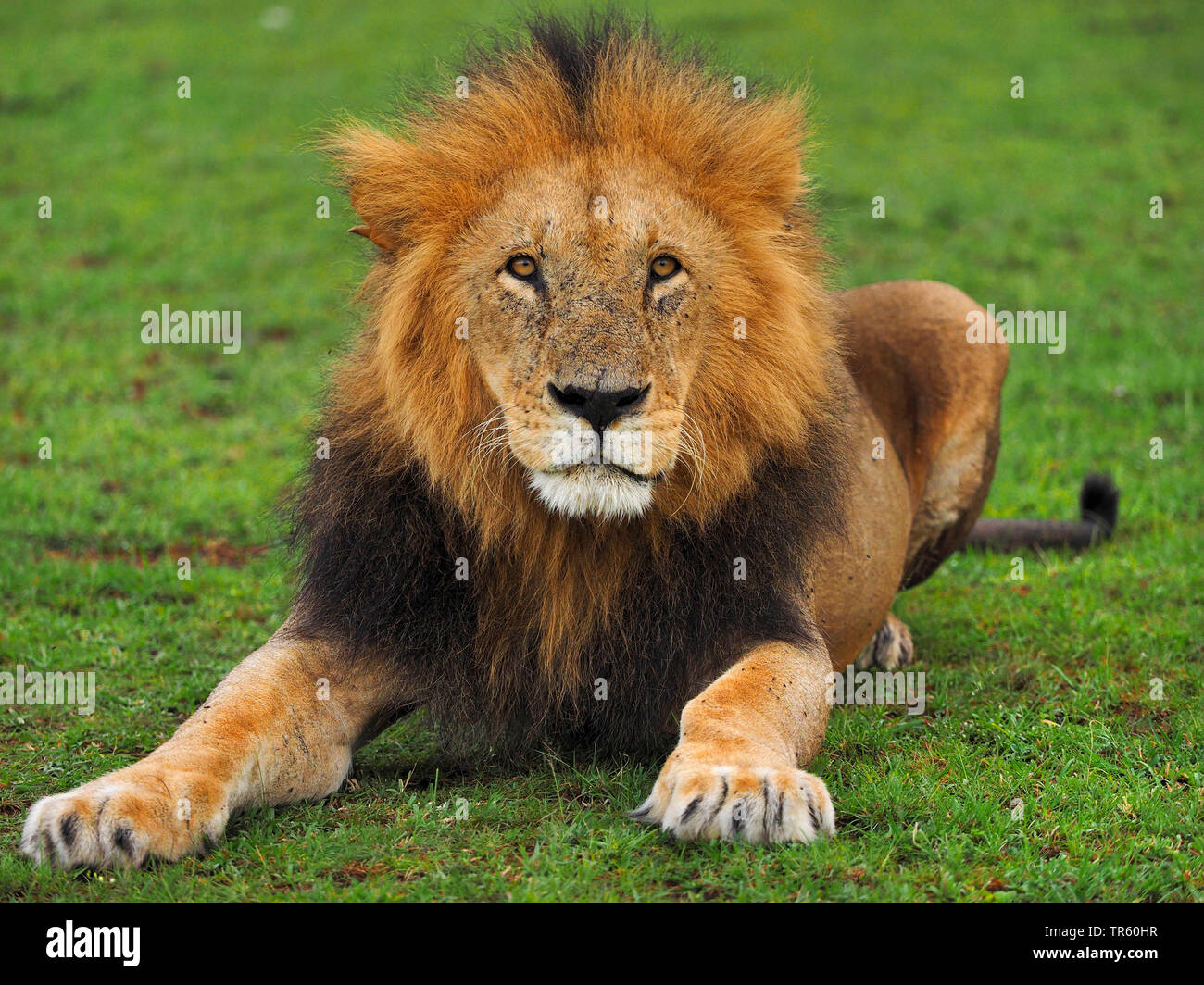 Male lion lookout hi-res stock photography and images - Alamy