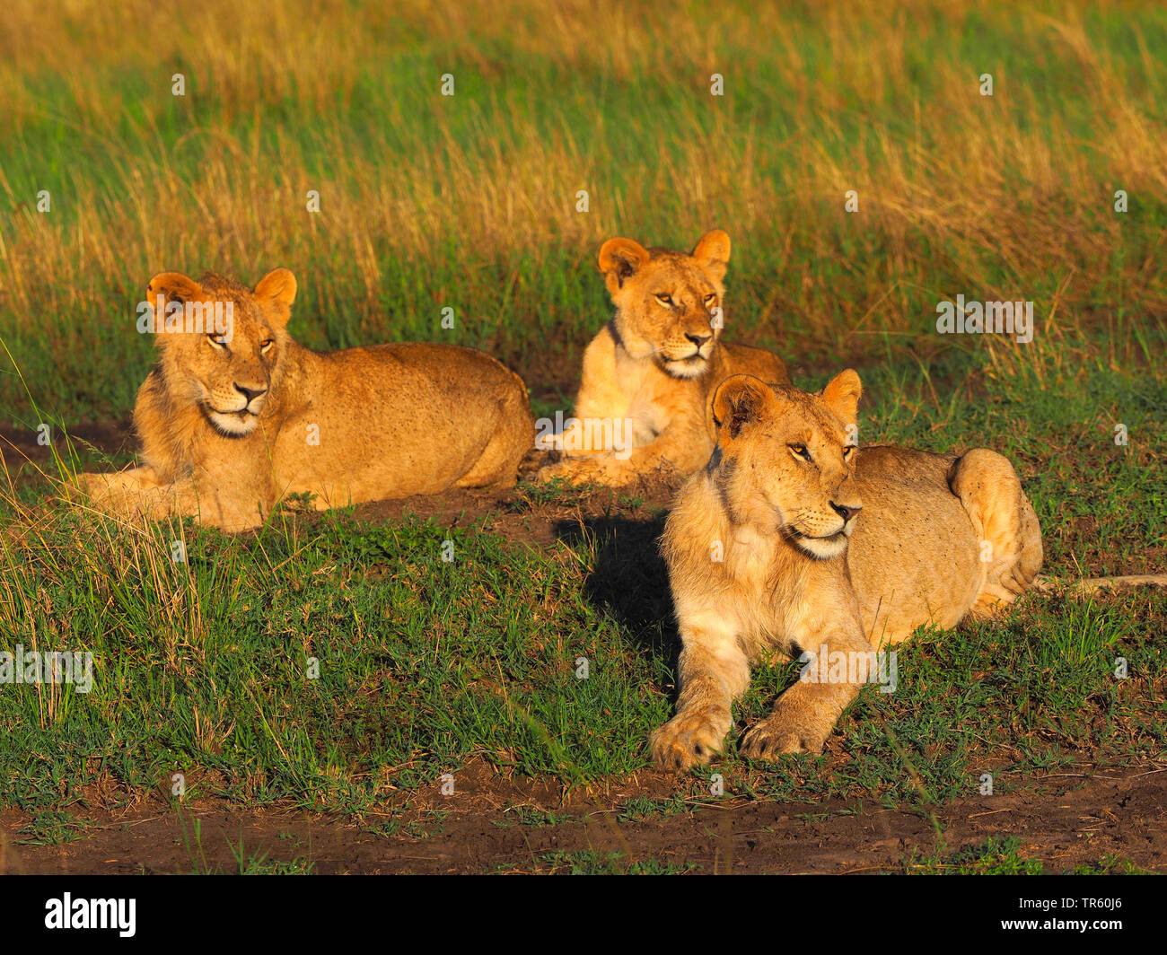 lion (Panthera leo), three lion cubs in a meadow, Kenya, Masai Mara National Park Stock Photo
