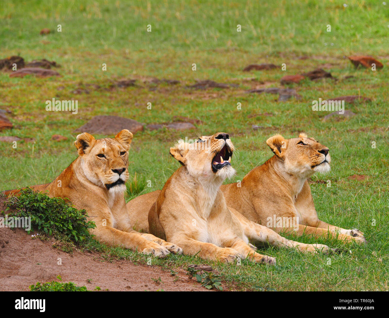 lion (Panthera leo), three lionesses resting together in a meadow, Kenya, Masai Mara National Park Stock Photo