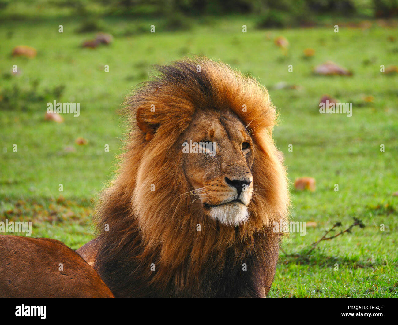 Male lion portrait hi-res stock photography and images - Alamy