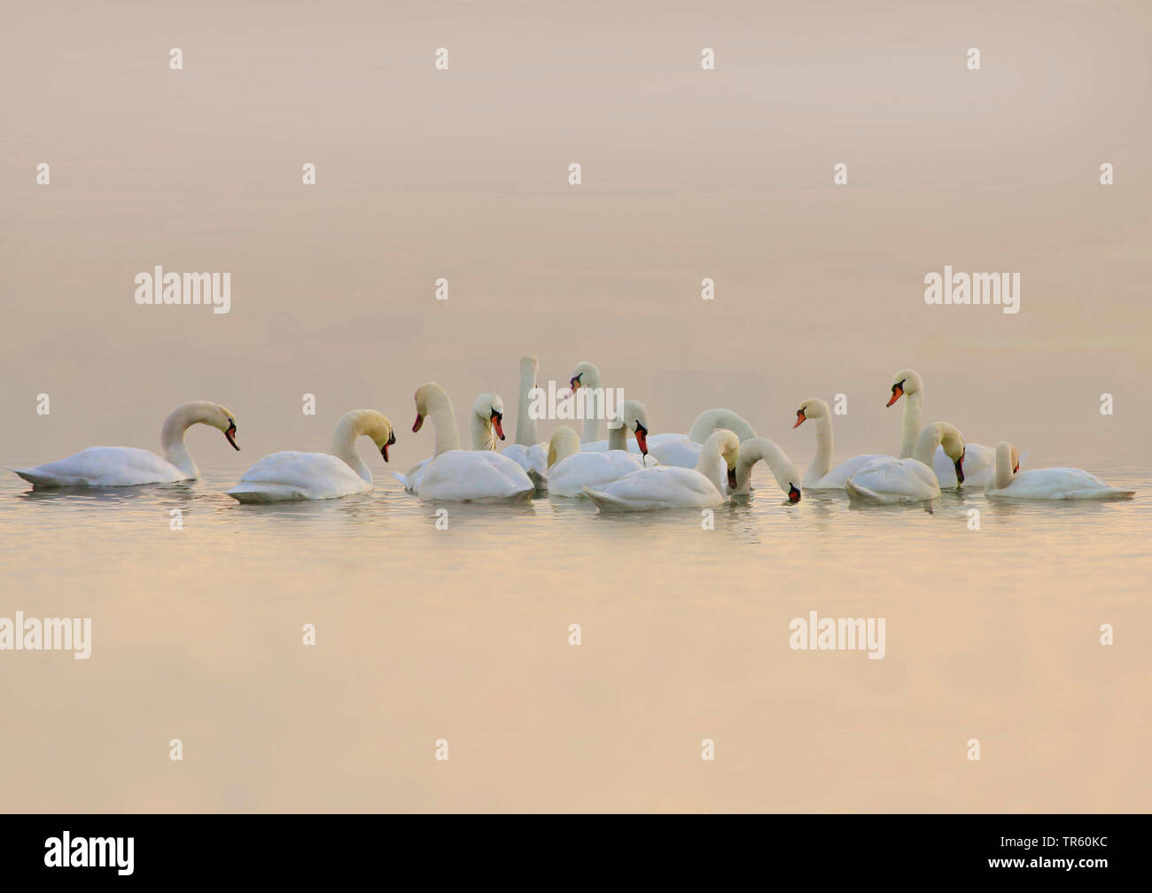 mute swan (Cygnus olor), swimming troop, Germany Stock Photo