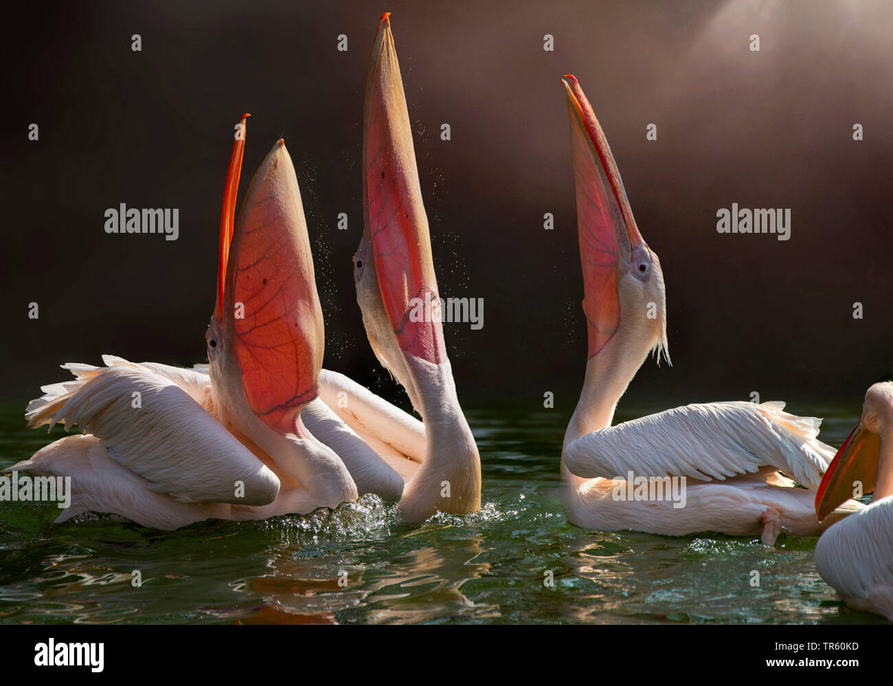 eastern white pelican (Pelecanus onocrotalus), three pelicans stretching the bills in the air Stock Photo
