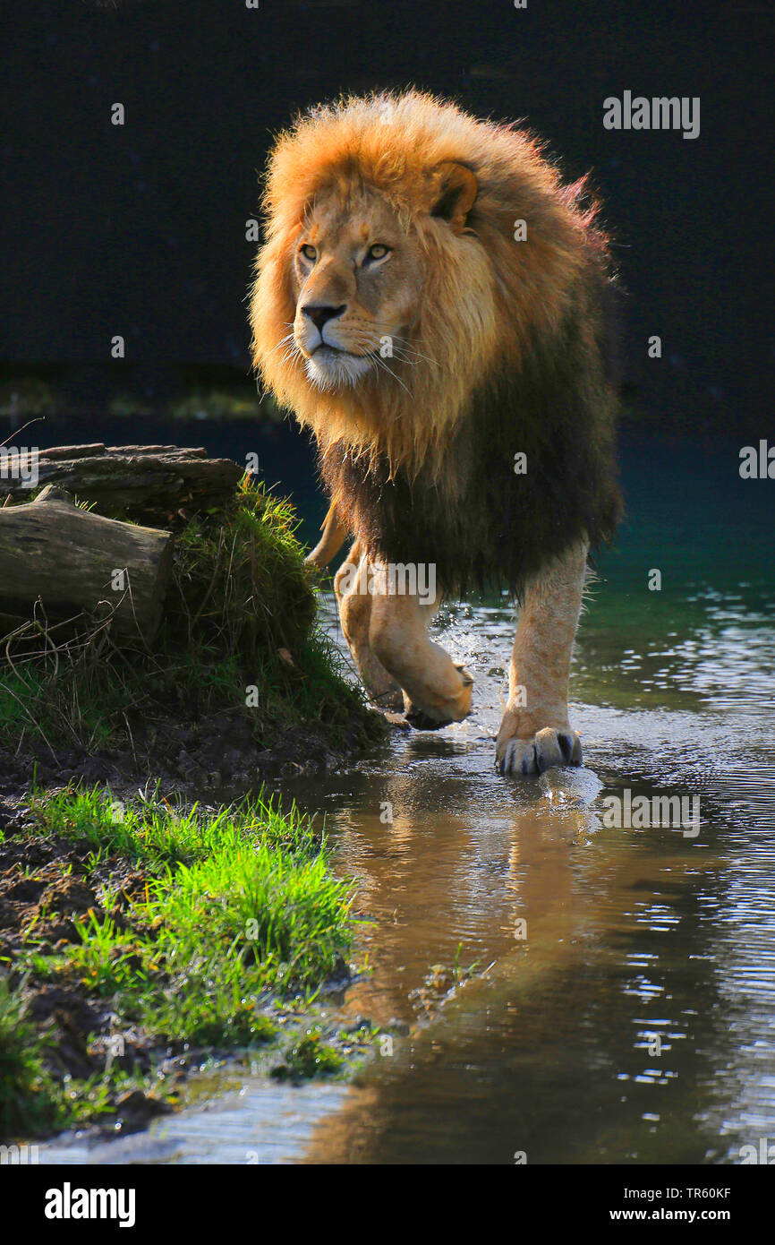 lion (Panthera leo), male lion walking through shallow water, front view, Africa Stock Photo