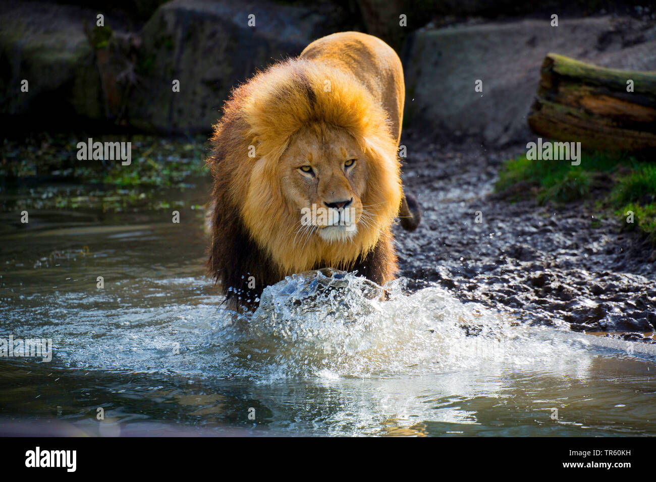 lion (Panthera leo), male lion walking through shallow water, front view, Africa Stock Photo