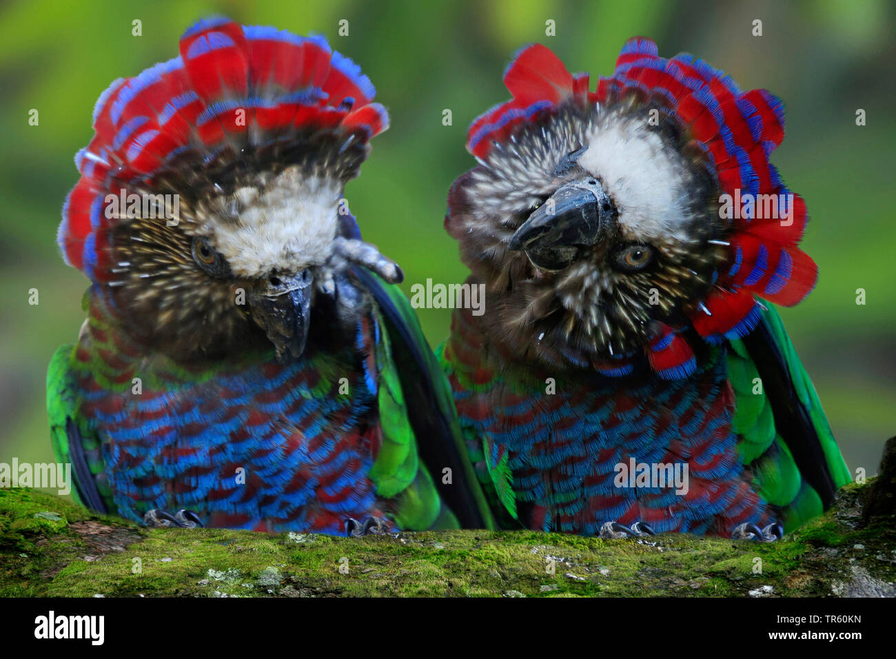 Hawk headed parrot deals
