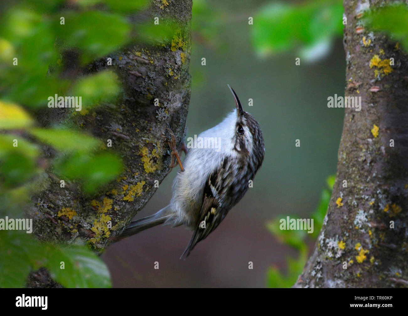 short-toed treecreeper (Certhia brachydactyla), at a lichened tree trunk, side view, Germany Stock Photo