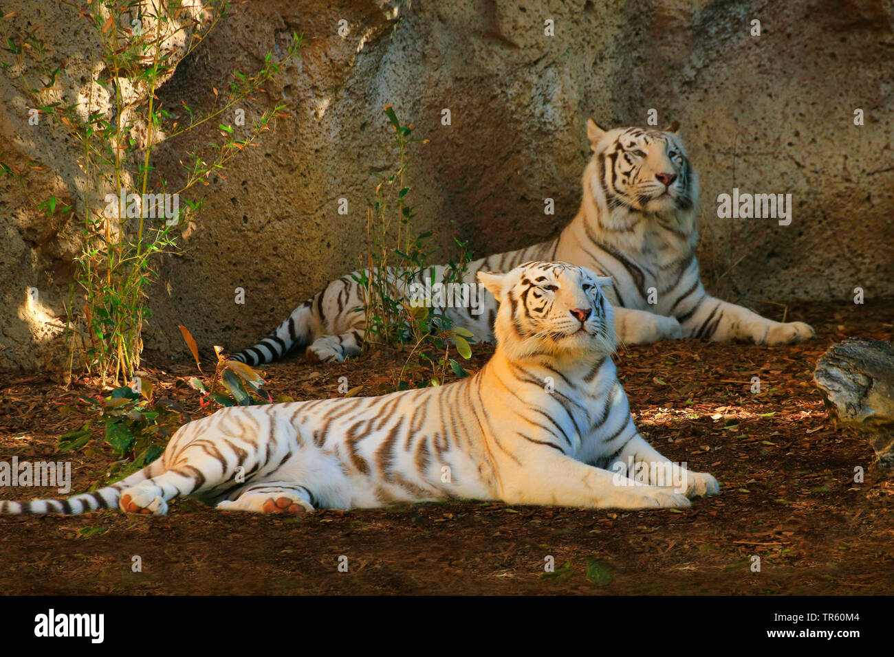 Bengal tiger (Panthera tigris tigris), two lying Begal tigers Stock Photo