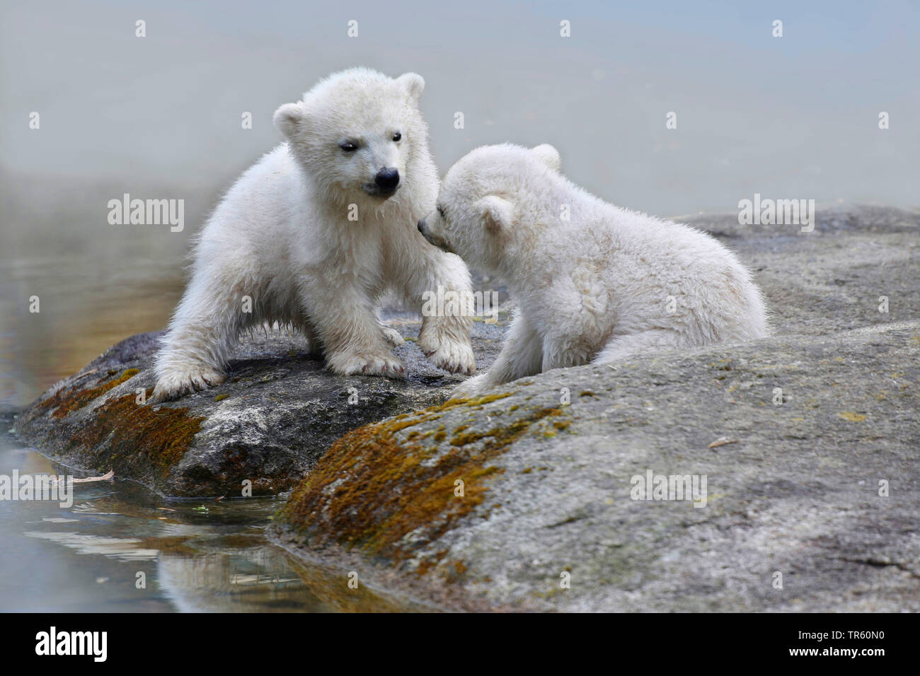 polar bear (Ursus maritimus), two polar cubs on a rock at the water Stock Photo