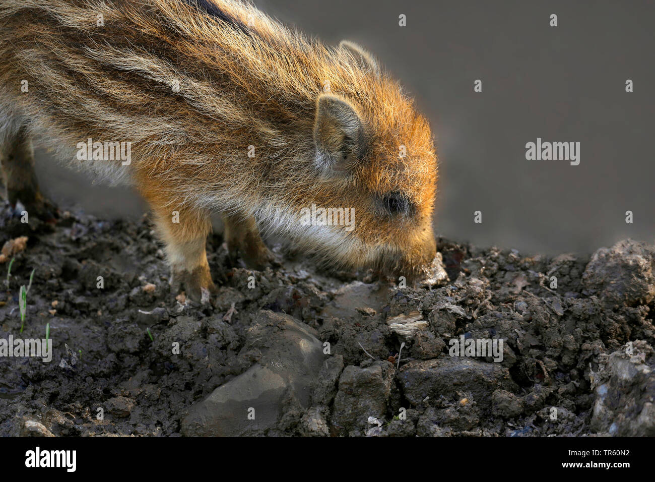 wild boar, pig, wild boar (Sus scrofa), shaot rooting in the soil, side view, Germany Stock Photo