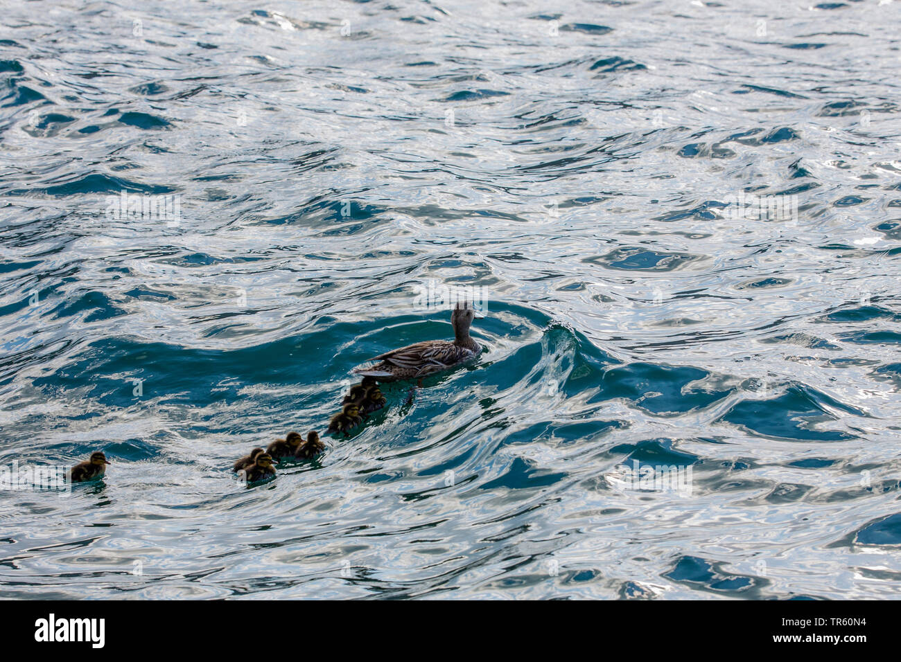 mallard (Anas platyrhynchos), mother swimming with her duck chicks, Germany Stock Photo