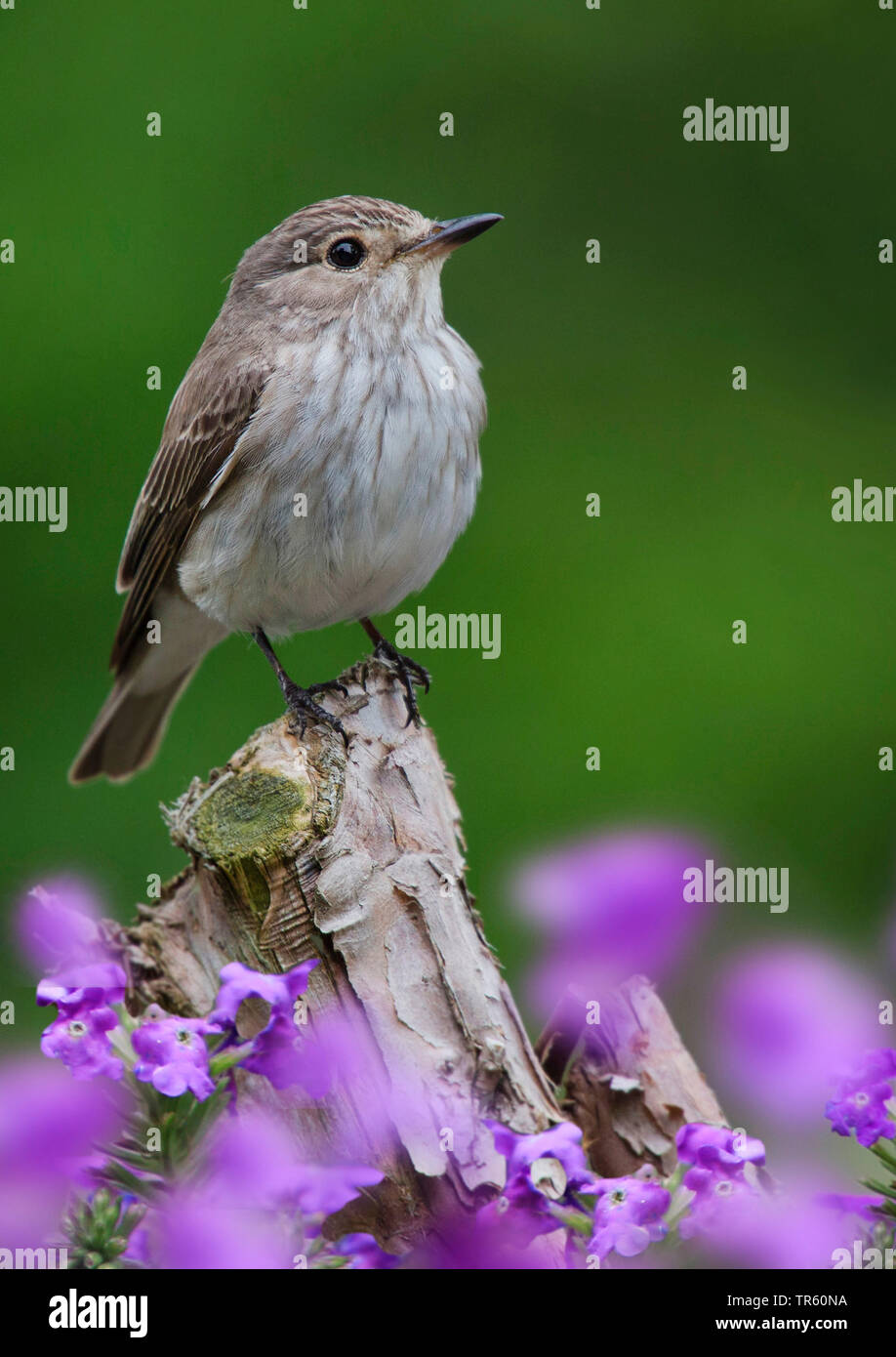spotted flycatcher (Muscicapa striata), sitting on dead wood between violet flowers, side view, Germany Stock Photo