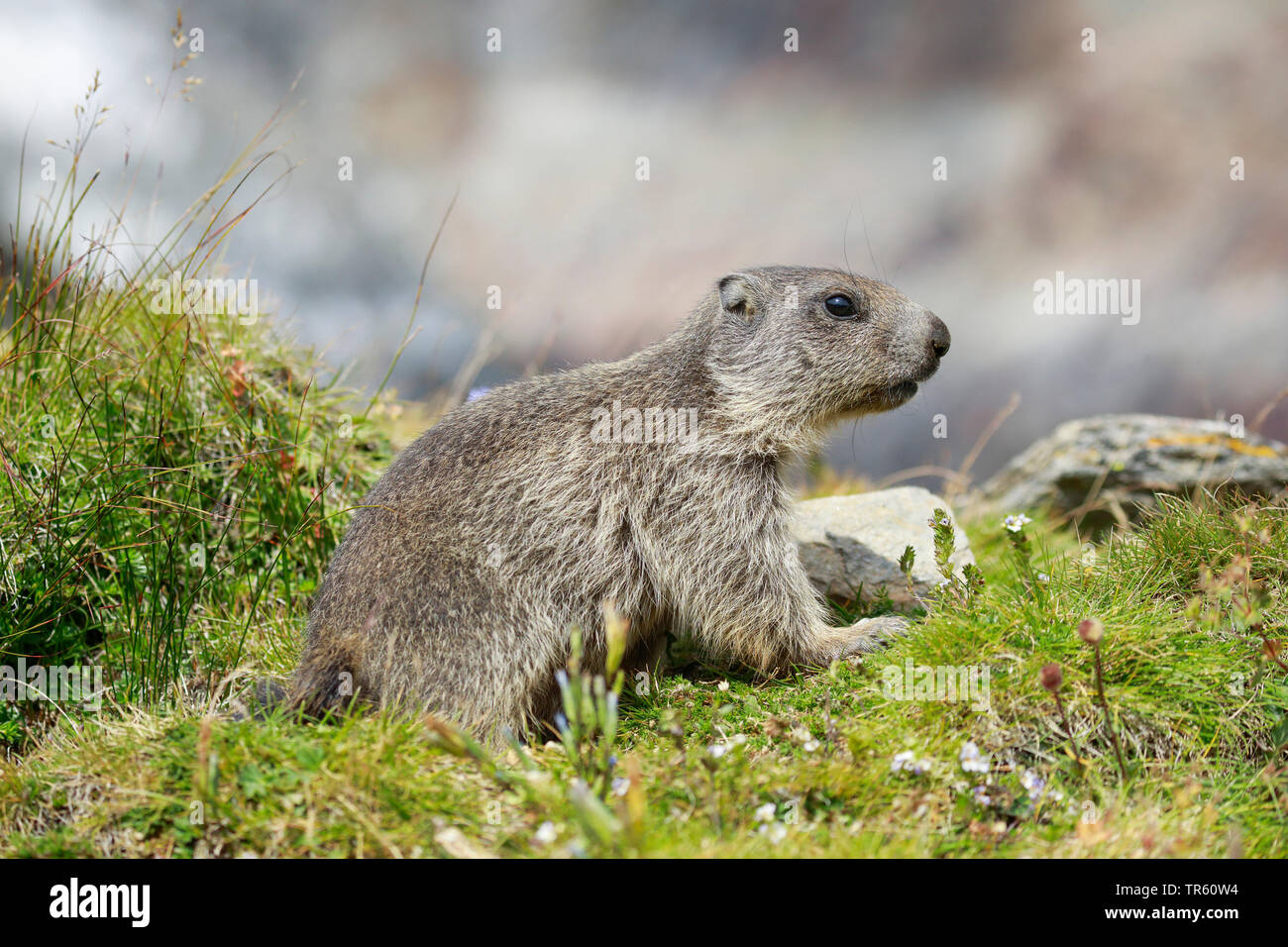 alpine marmot (Marmota marmota), young animal at the den, side view, Switzerland, Saas-Fee Stock Photo - Alamy alpine marmot (Marmota marmota), young animal at the den, side view, Switzerland, Saas-Fee Stock Photo - Alamy