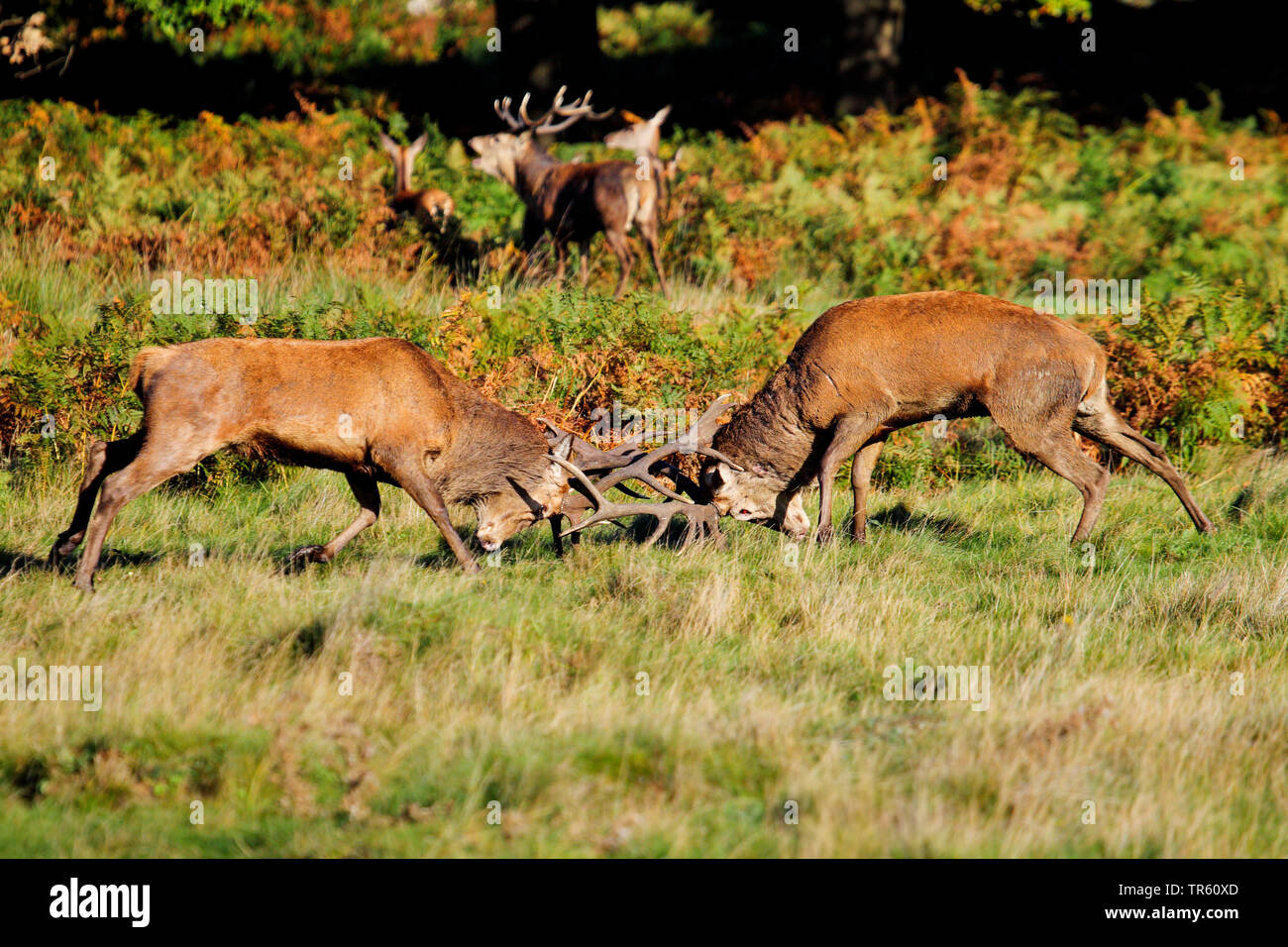 red deer (Cervus elaphus), two fighting red deer harts at the forest edge, side view, Switzerland Stock Photo