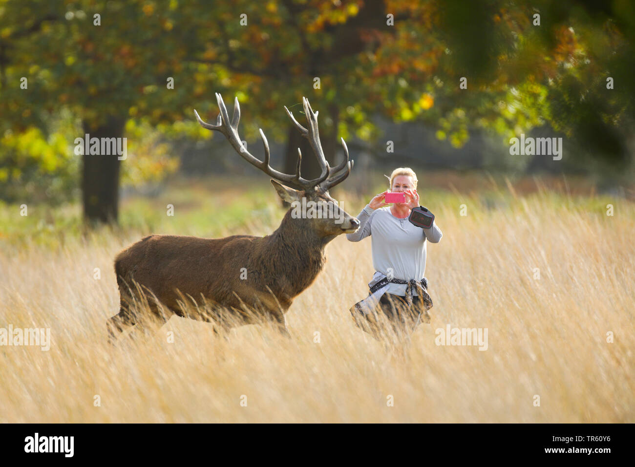 red deer (Cervus elaphus), woman taking pictures from very close by a stag with a handy, Switzerland Stock Photo