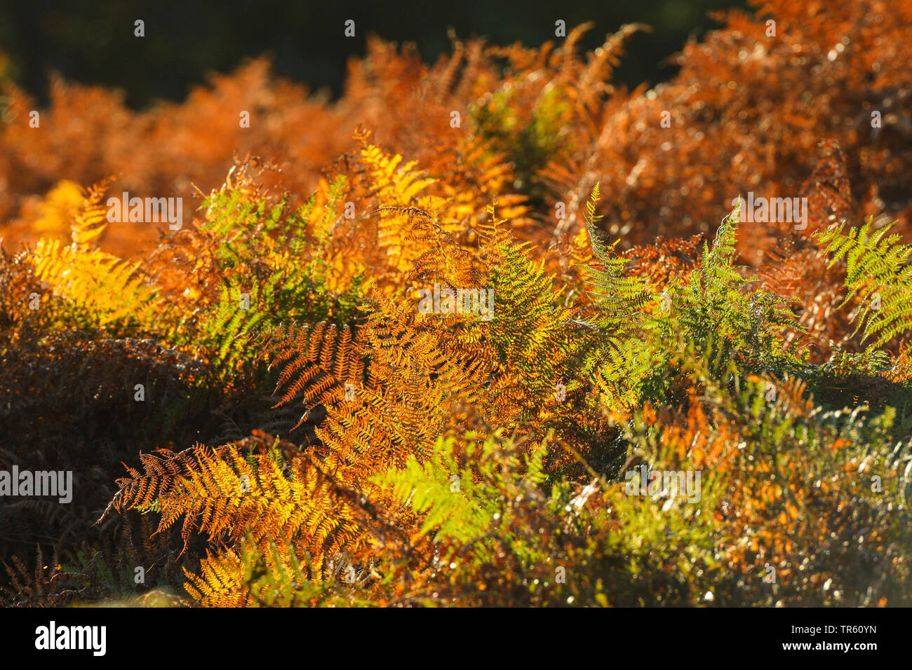 fern in autumn, United Kingdom, England, Richmond Park Stock Photo